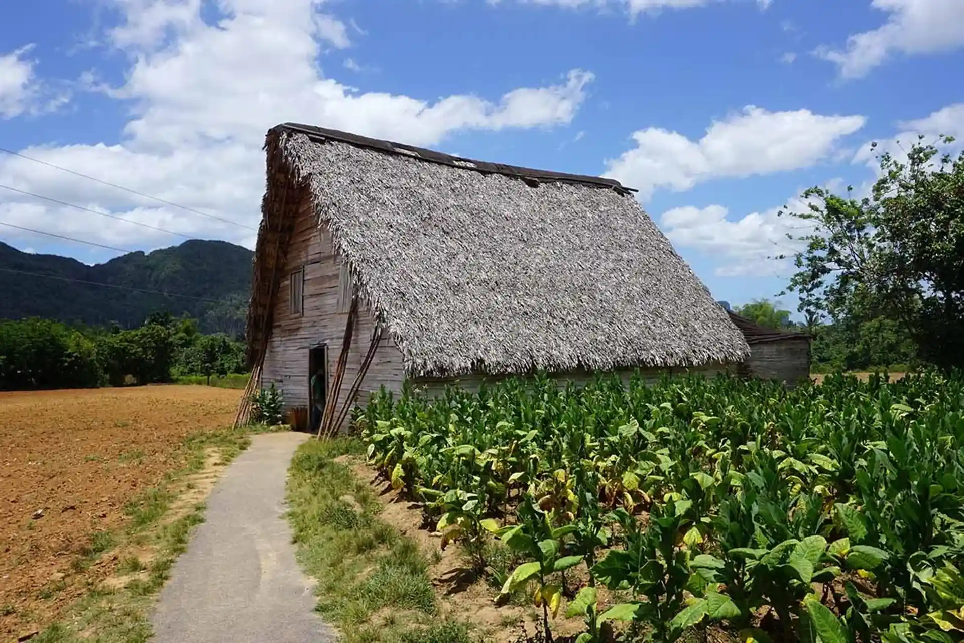 Tobacco plantation in Vinales